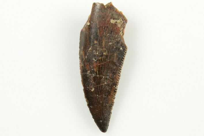 Serrated, .9" Raptor Tooth - Real Dinosaur Tooth